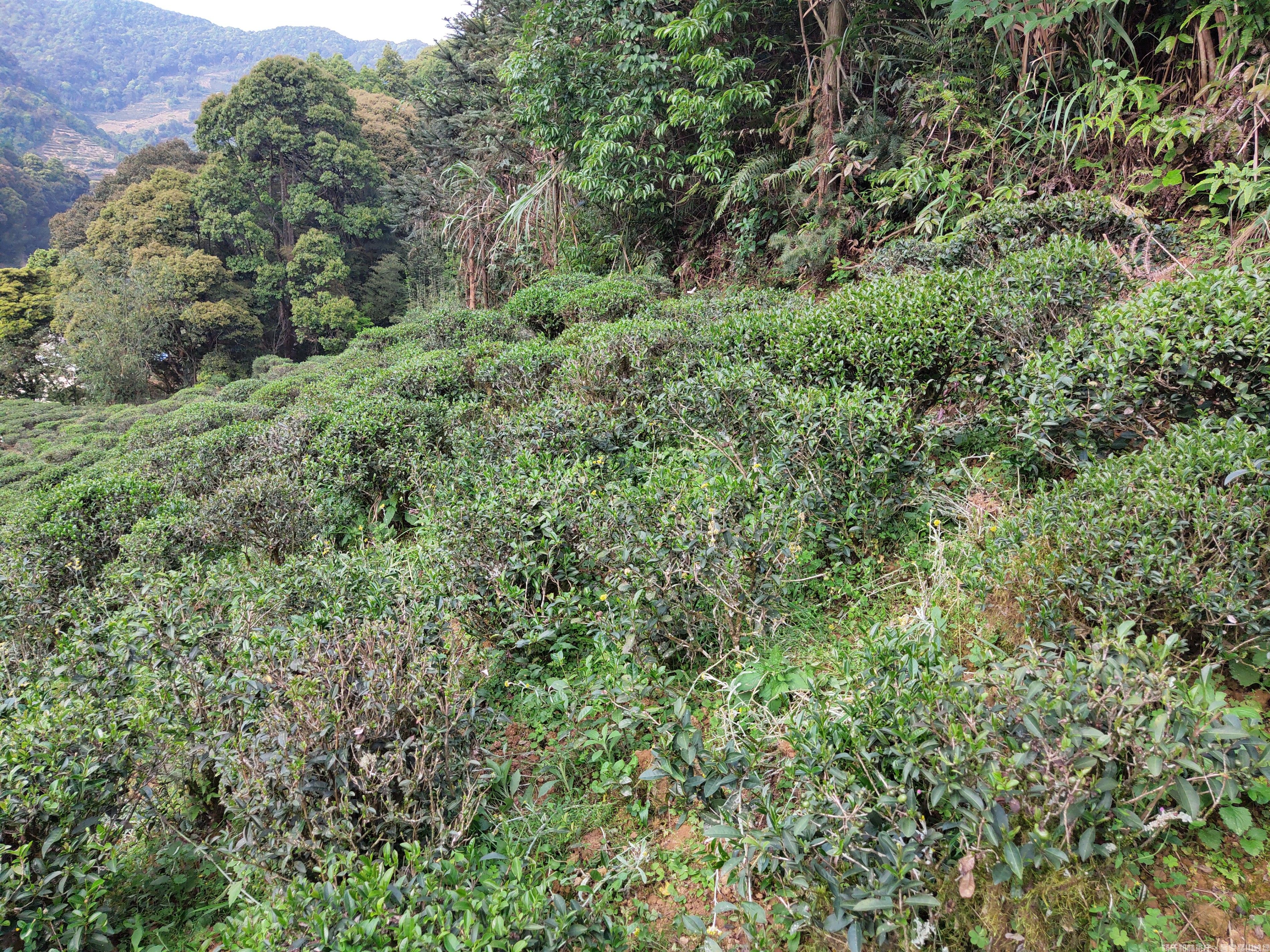 洋西坑林记百年古树茶园景观实拍