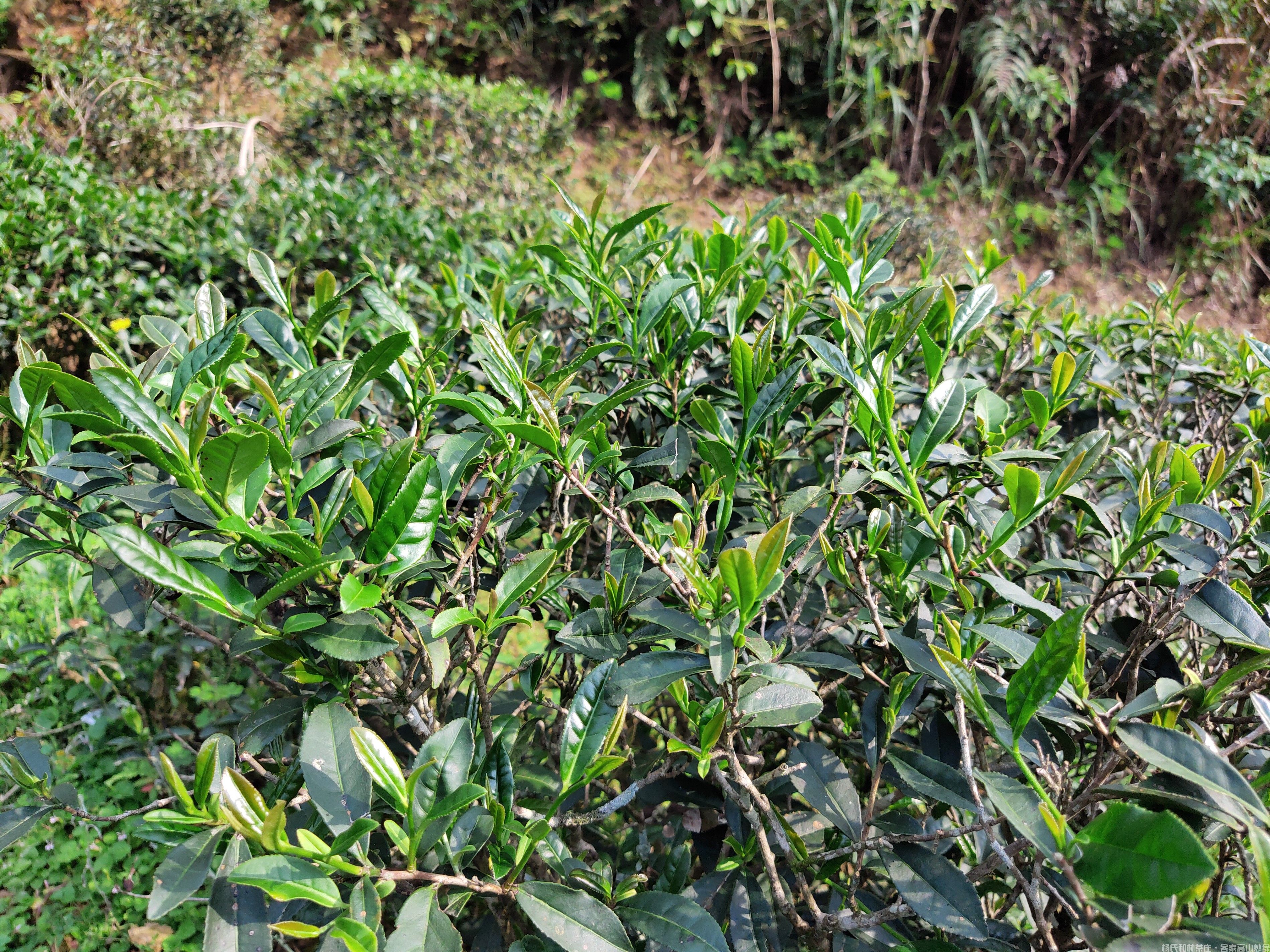 洋西坑林记百年古树茶园景观实拍