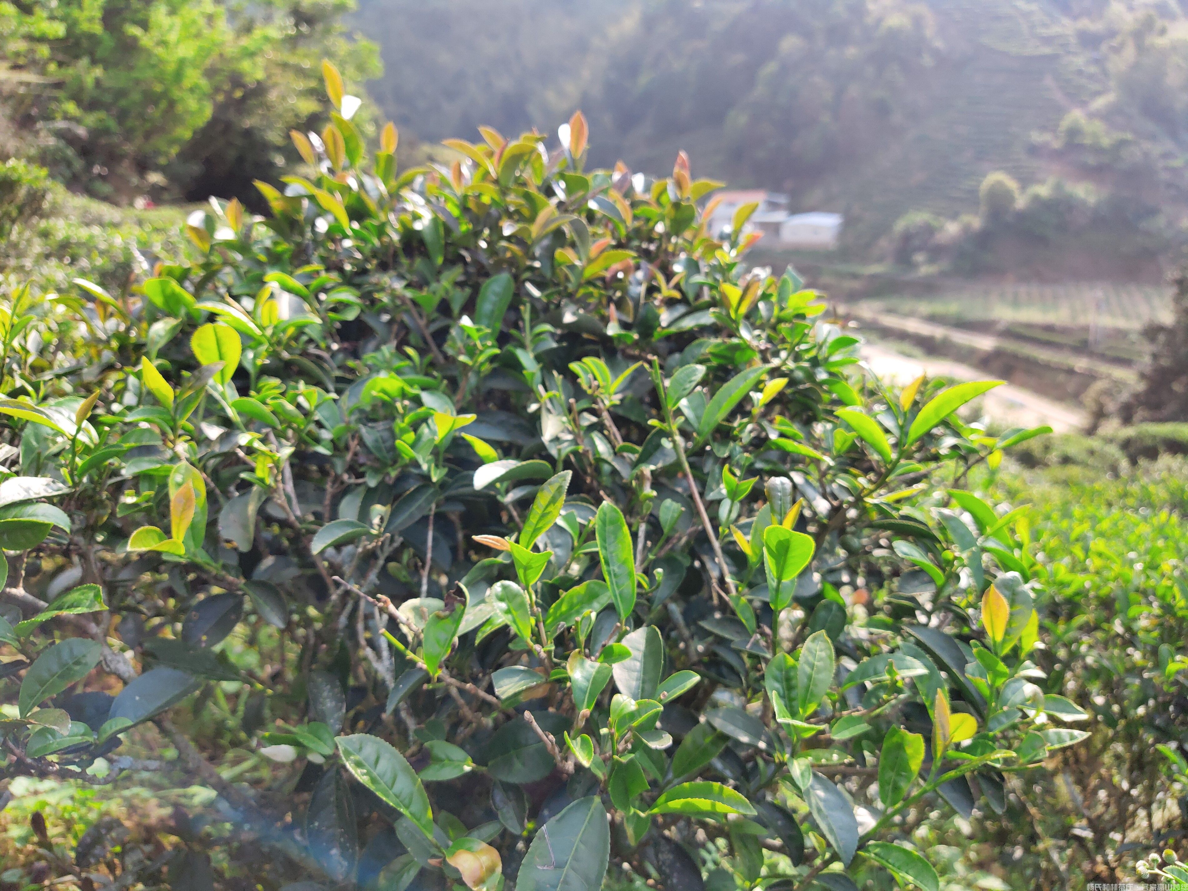 古树茶园中稀有的红芽|紫芽茶种