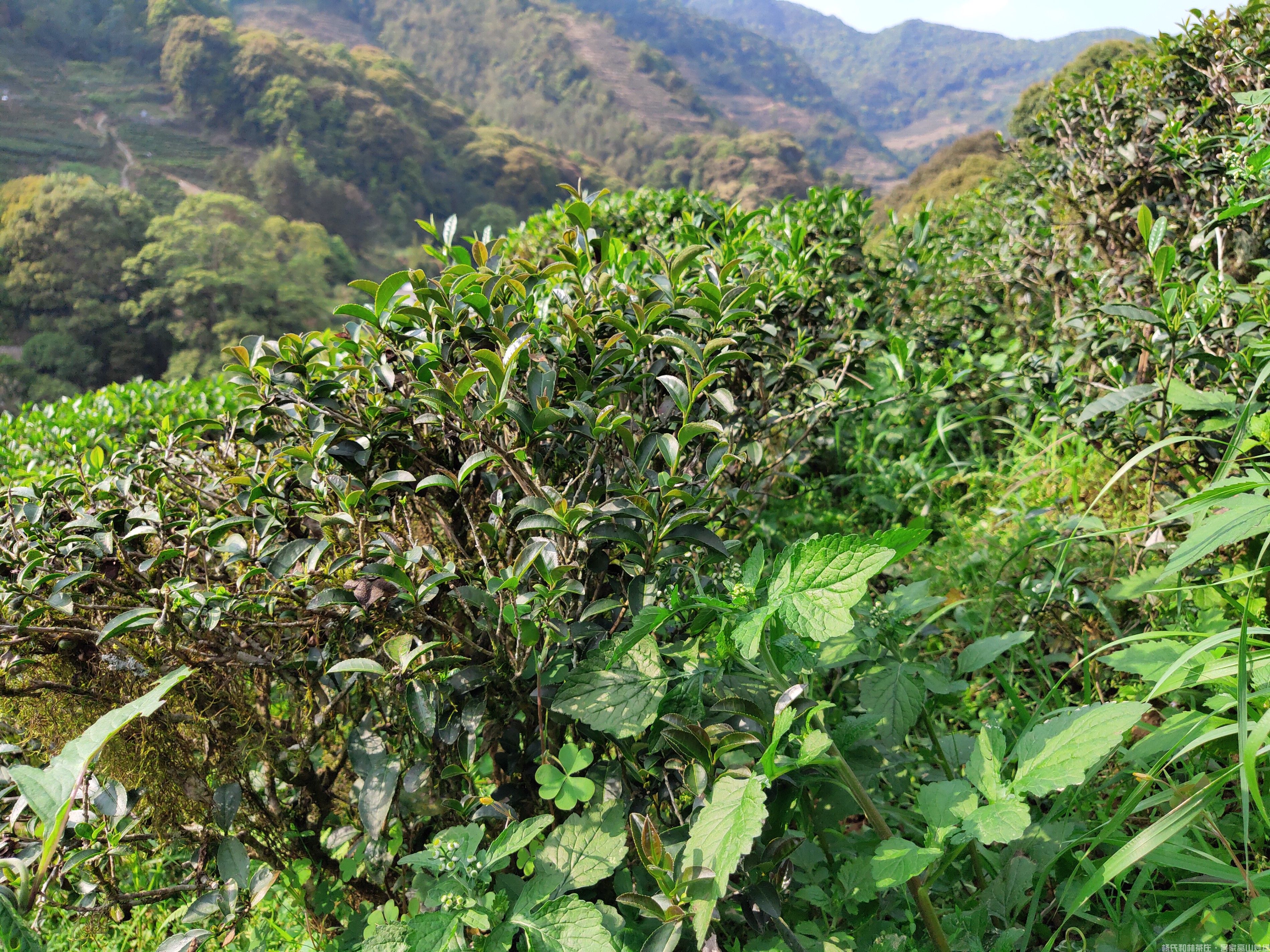 古树茶园中稀有的红芽|紫芽茶种