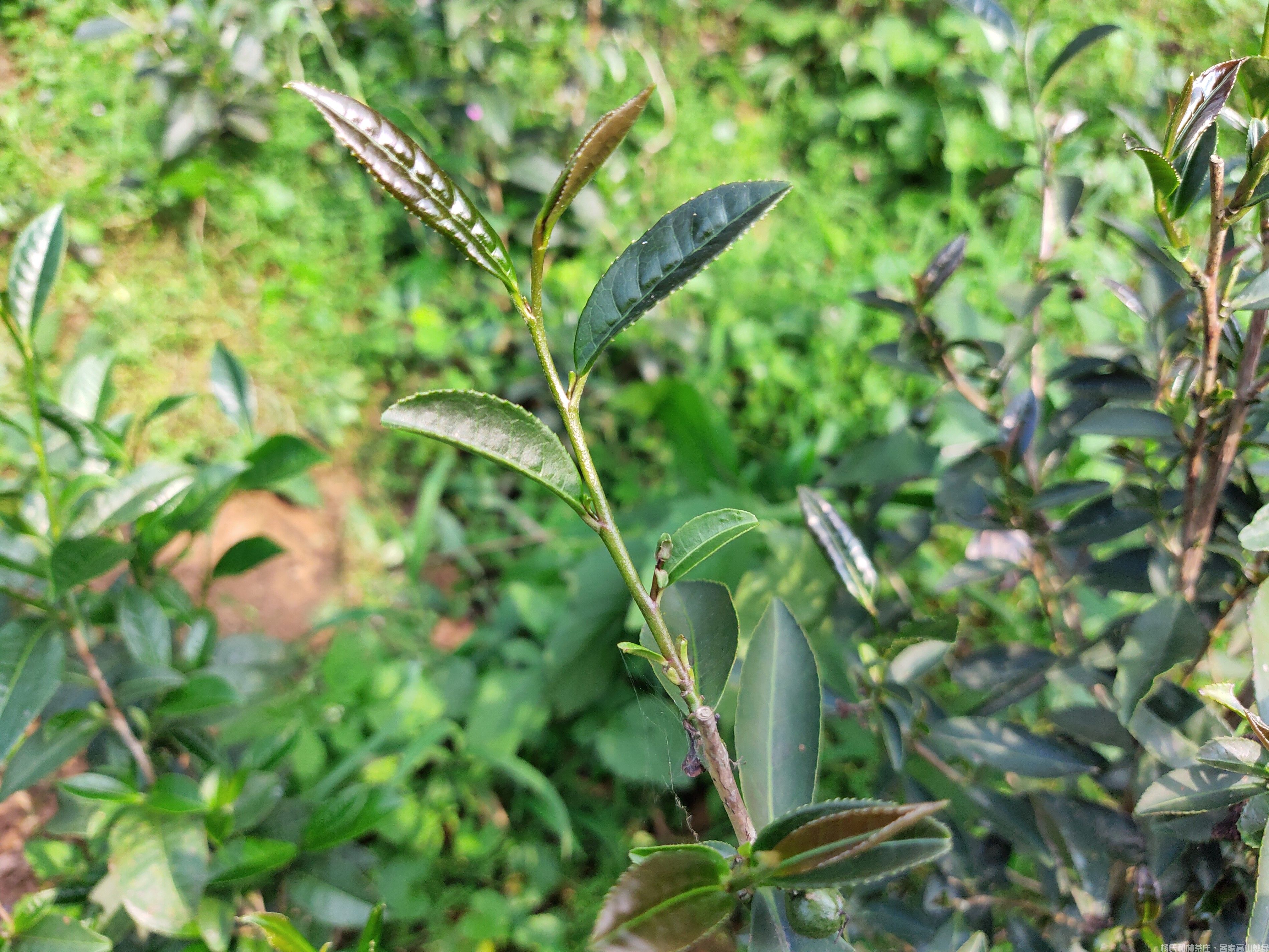 古树茶园中稀有的红芽|紫芽茶种