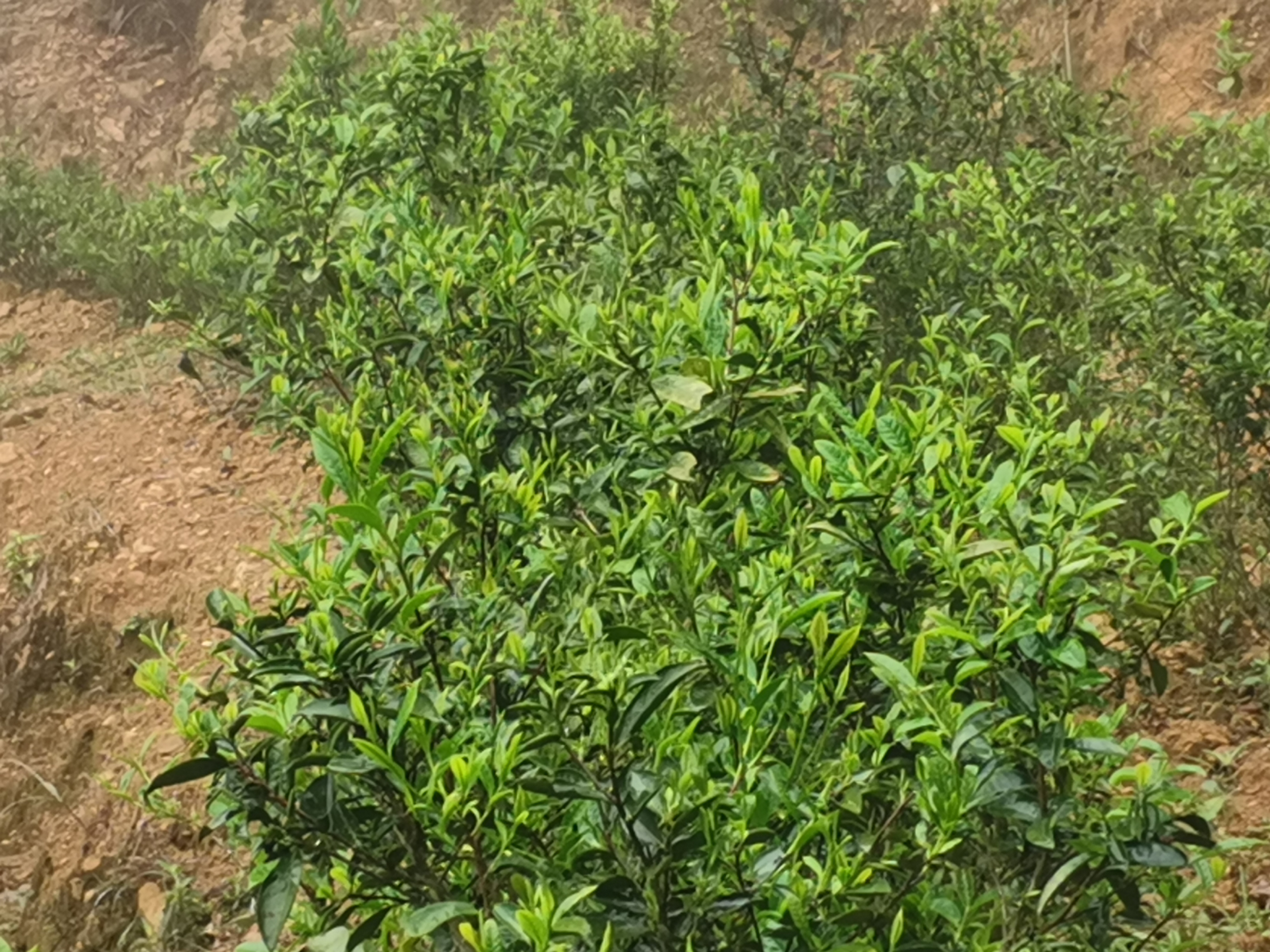 洋西坑关爷顶原生态高山茶园一角