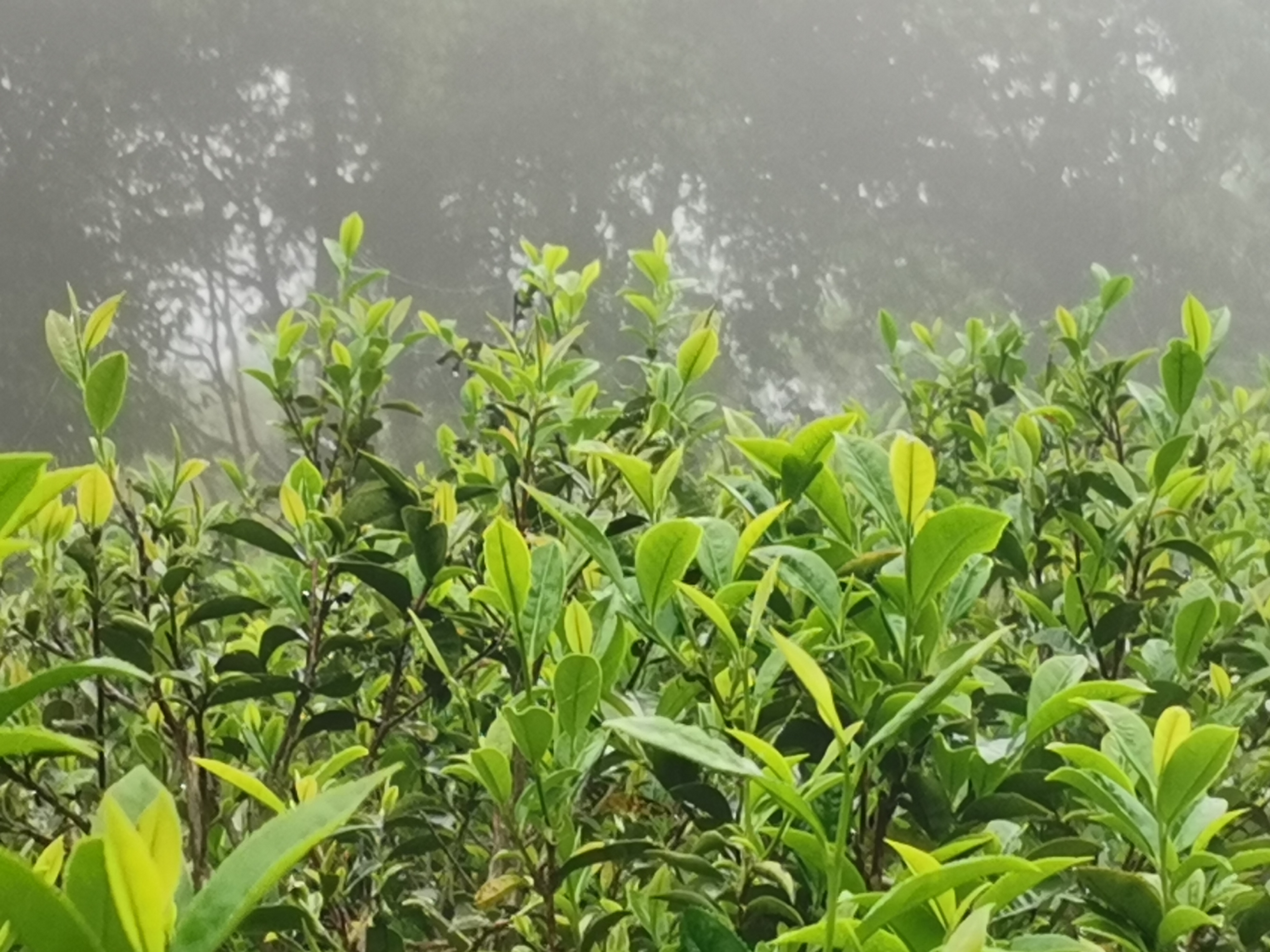 洋西坑关爷顶原生态高山茶园一角