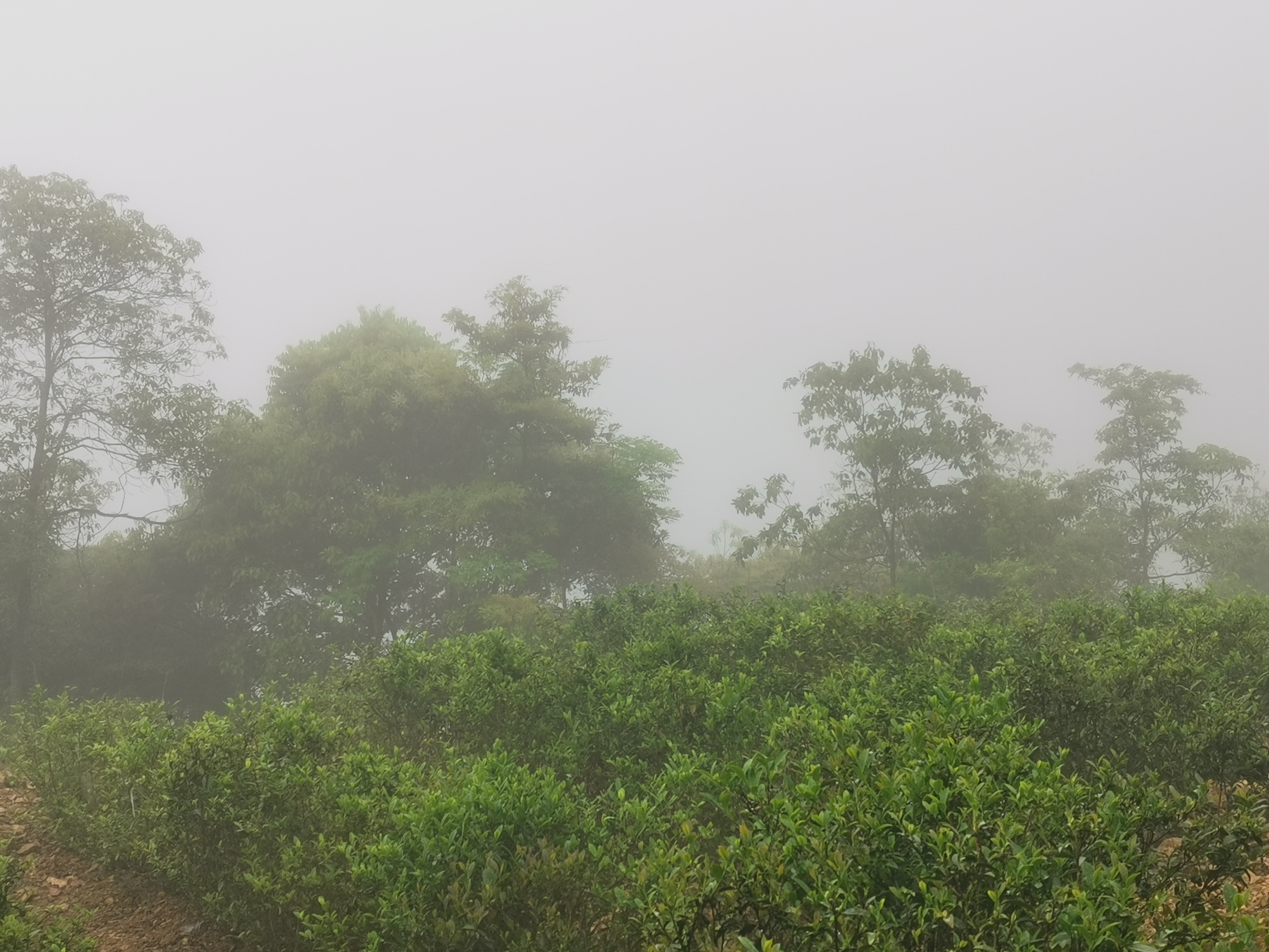 洋西坑关爷顶原生态高山茶园一角