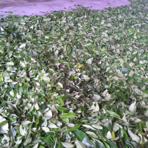 茶叶生产加工中心一角