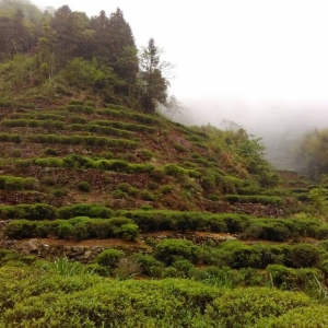 每一杯都经得起检测，每一叶都饱含敬畏：三
