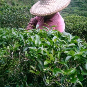 玉髓晨烹谷雨前，春茶此品最新鲜-洋西坑林